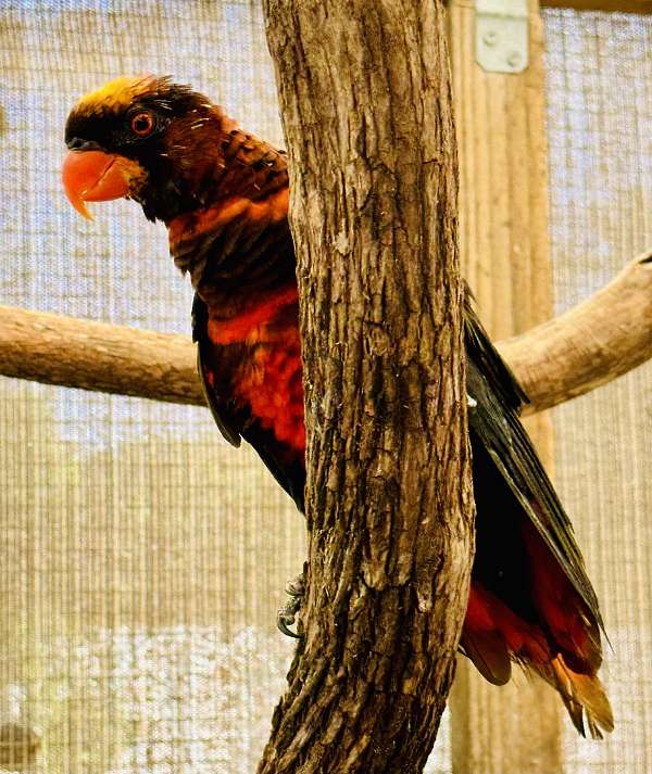 lory-for-sale