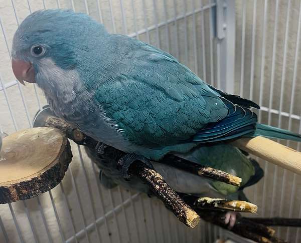 quaker-parrots-for-sale-in-tucson-az