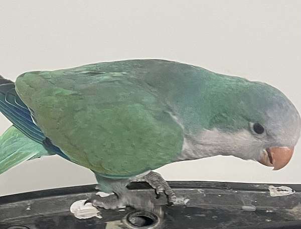 quaker-parrots-for-sale