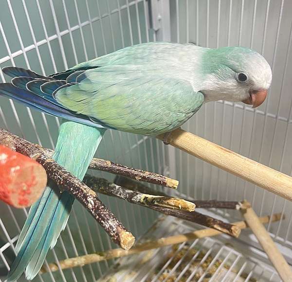 male-female-bird-for-sale-in-tucson-az