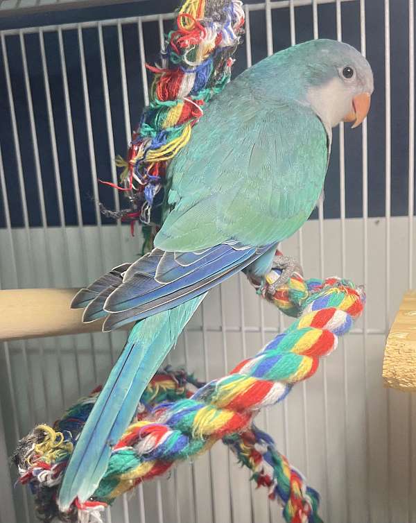 bird-for-sale-in-tucson-az