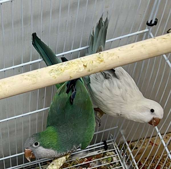 young-bird