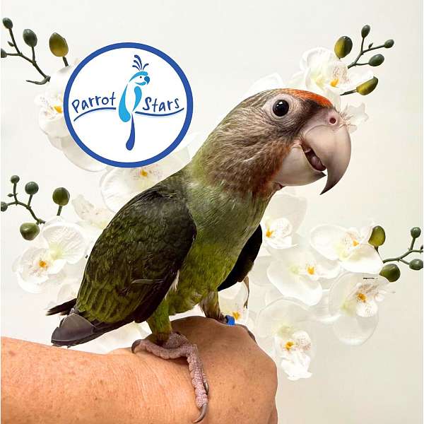 parrot-for-sale