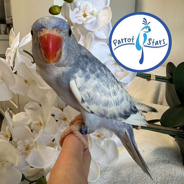 ringneck-parakeet-for-sale