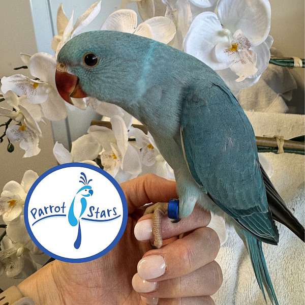 ringneck-parakeet-for-sale