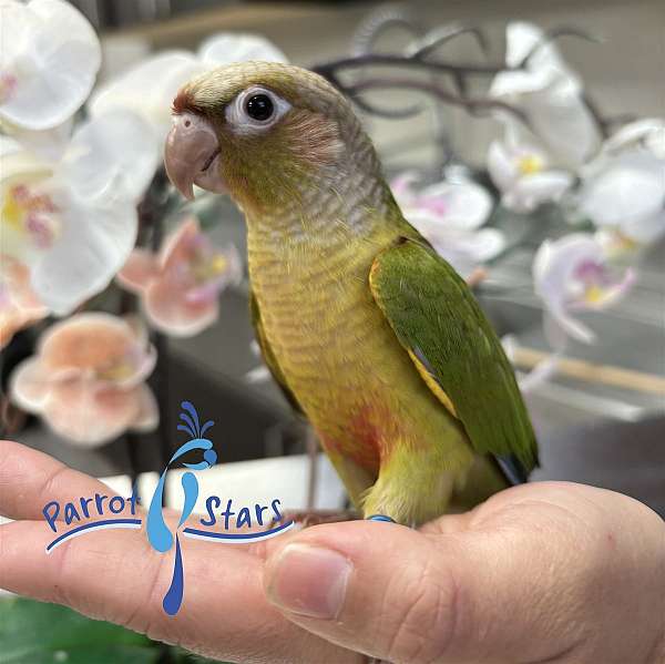 green-cheek-conure-for-sale