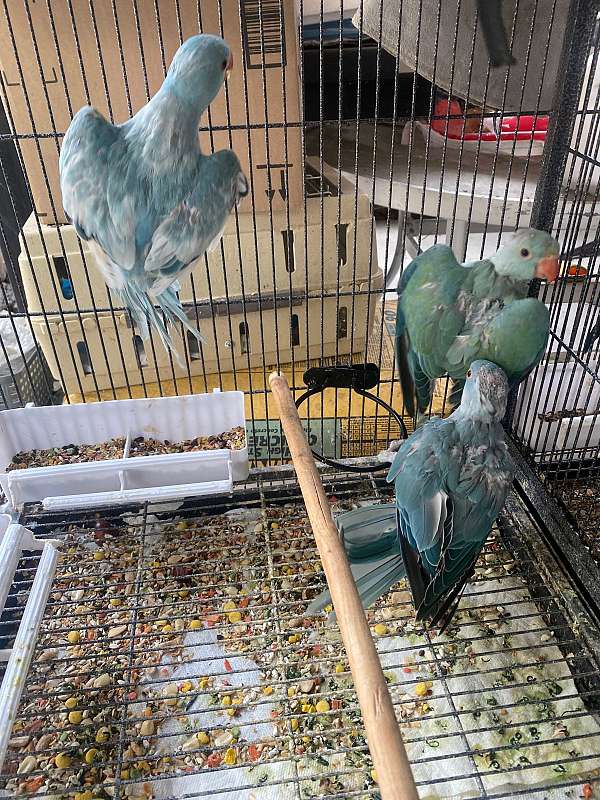 ringneck-parakeet-for-sale