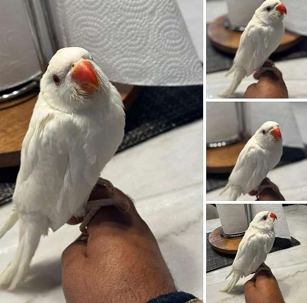 ringneck-parakeet-for-sale-in-clermont-fl