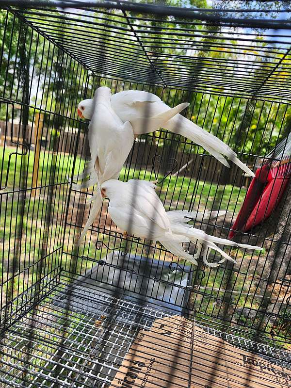 ringneck-parakeet-for-sale