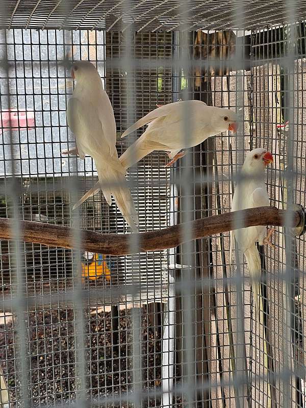 baby-bird