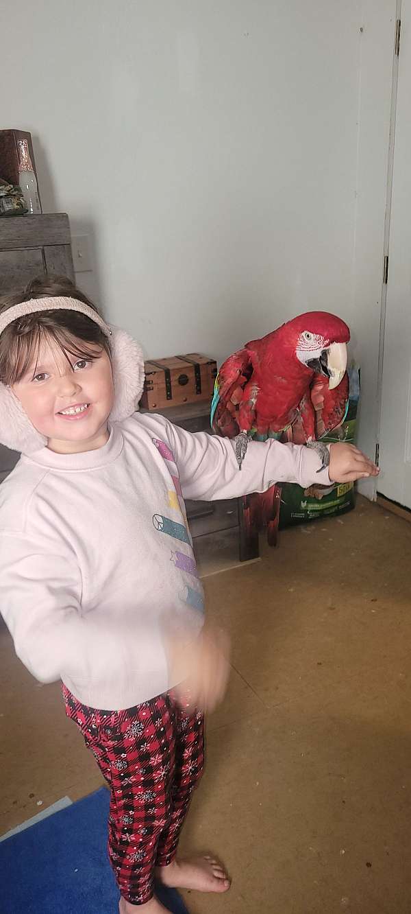 bird-for-sale-in-elreno-ok