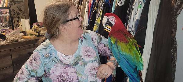 green-wing-macaw-for-sale-in-elreno-ok