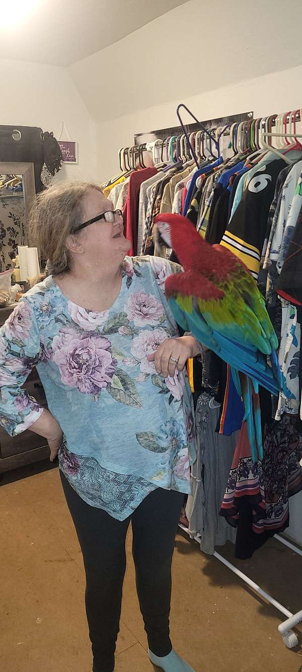 young-bird-for-sale-in-elreno-ok
