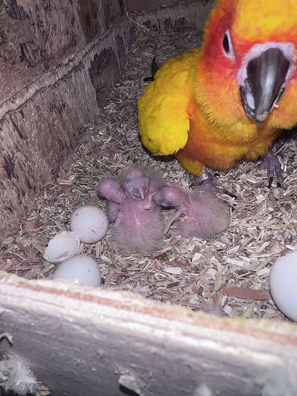 sun-conure-for-sale