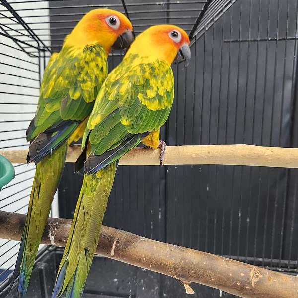 conure-for-sale