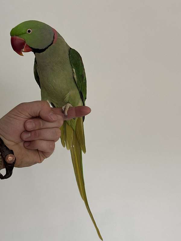 male-bird-for-sale-in-west-st-paul-mn