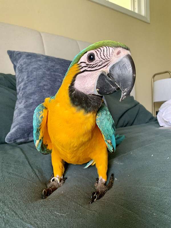 blue-gold-macaw-for-sale-in-west-st-paul-mn