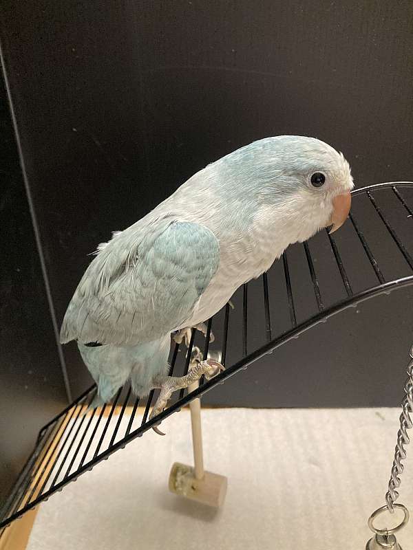 green-cheek-conure-for-sale