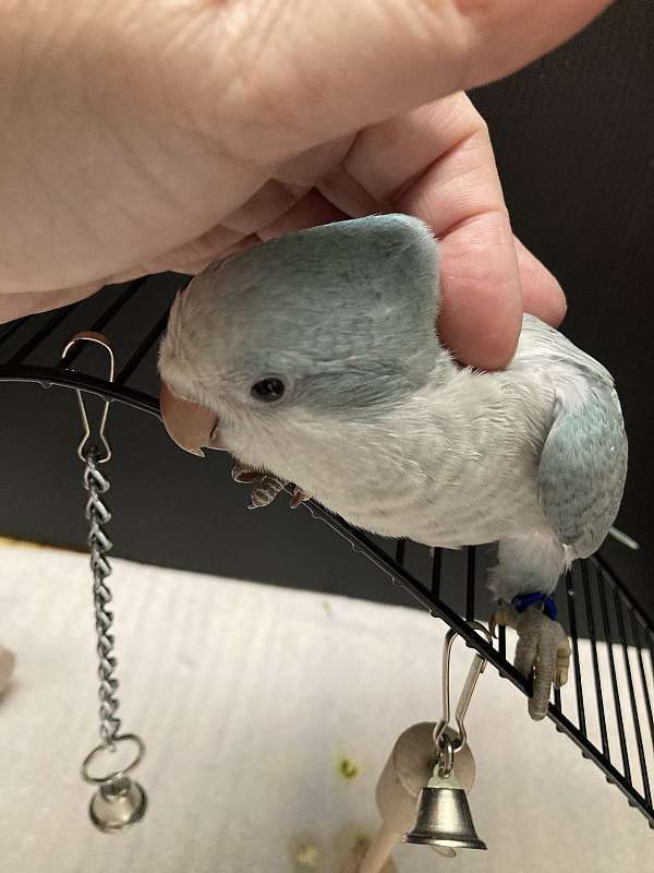 green-cheek-conure-for-sale-in-sedalia-mo
