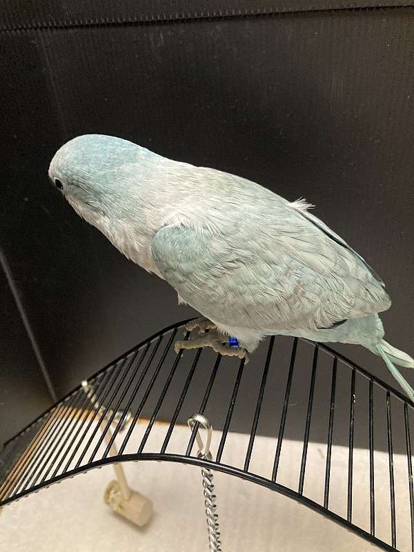bird-for-sale-in-sedalia-mo