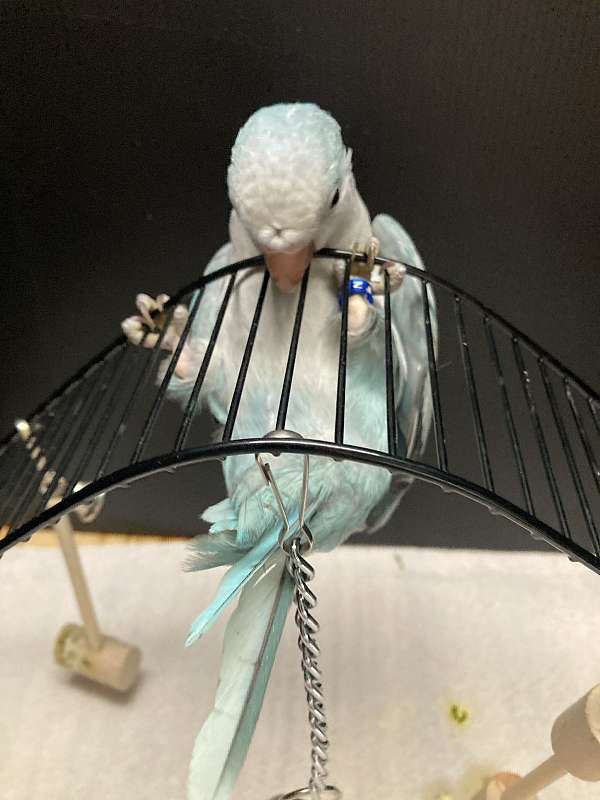 small-bird-for-sale