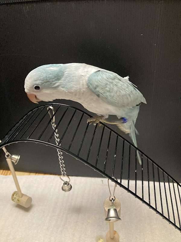 small-green-cheek-conure-for-sale