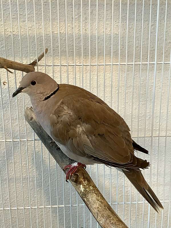 aggressive-dove-ringneck-dove-for-sale