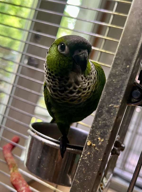 black-bird-for-sale-in-stafford-va