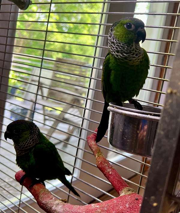 tame-conure-black-capped-conure-for-sale