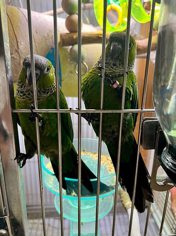 black-capped-conure-for-sale