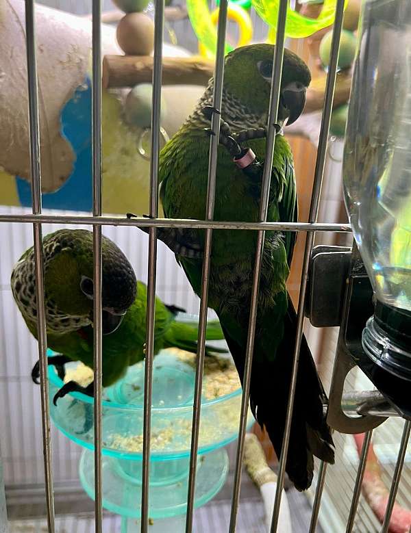 baby-bird