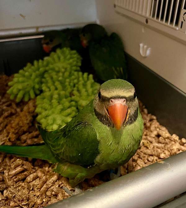 parakeet-ringneck-parakeet-for-sale-in-stafford-va