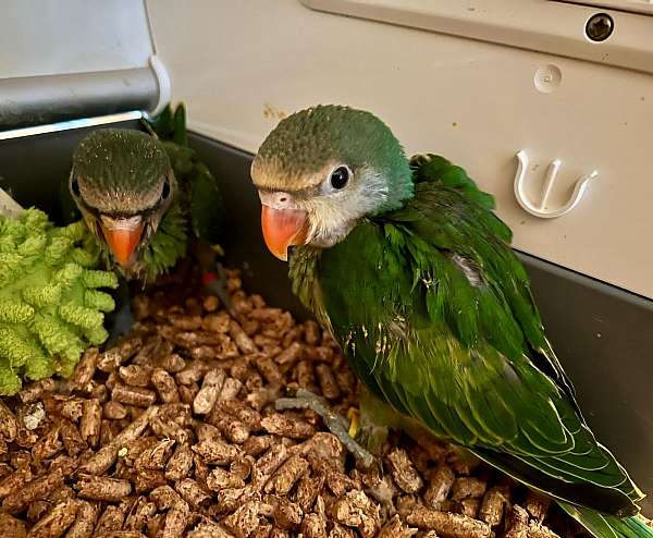 rare-parakeet-ringneck-parakeet-for-sale