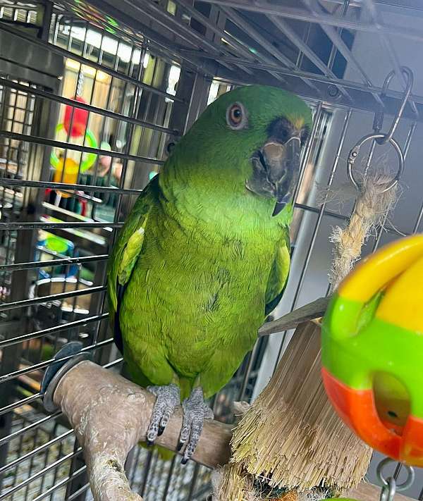 amazon-parrot-for-sale-in-stafford-va