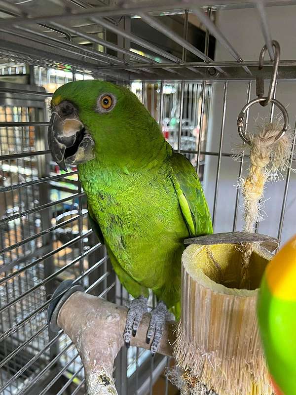 mature-bird-for-sale-in-stafford-va