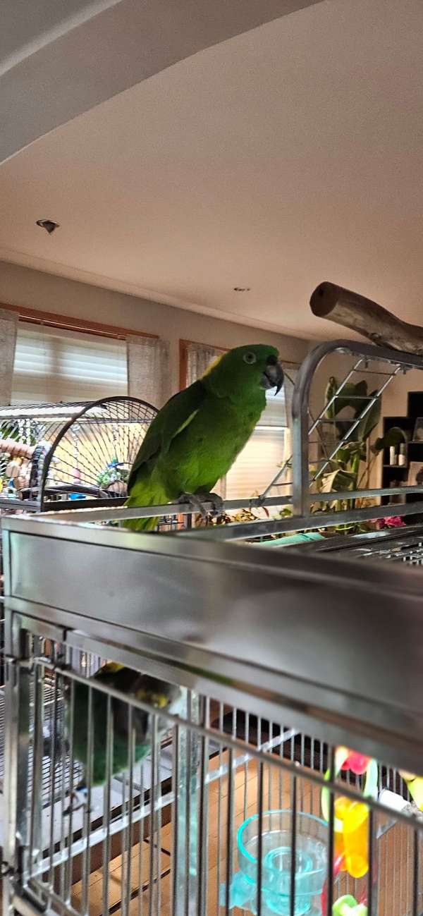 amazon-parrot-for-sale