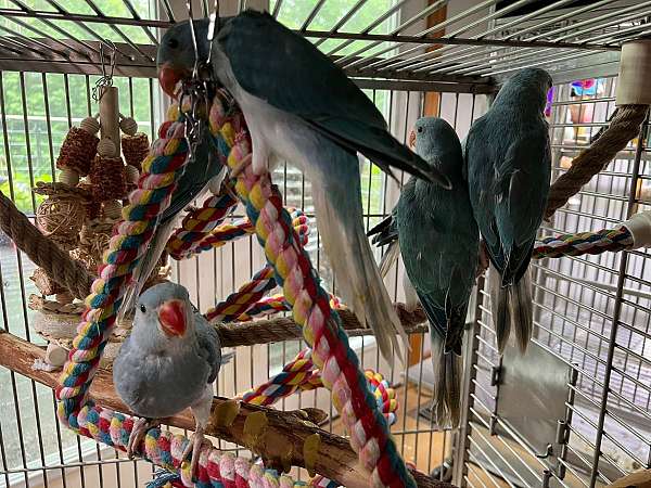 ringneck-parakeet-for-sale