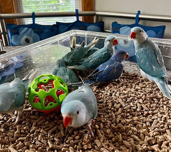 ringneck-parakeet-for-sale-in-stafford-va