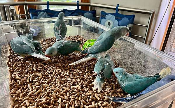 bird-for-sale-in-stafford-va