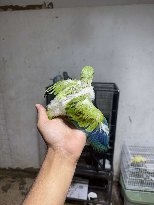 baby-bird