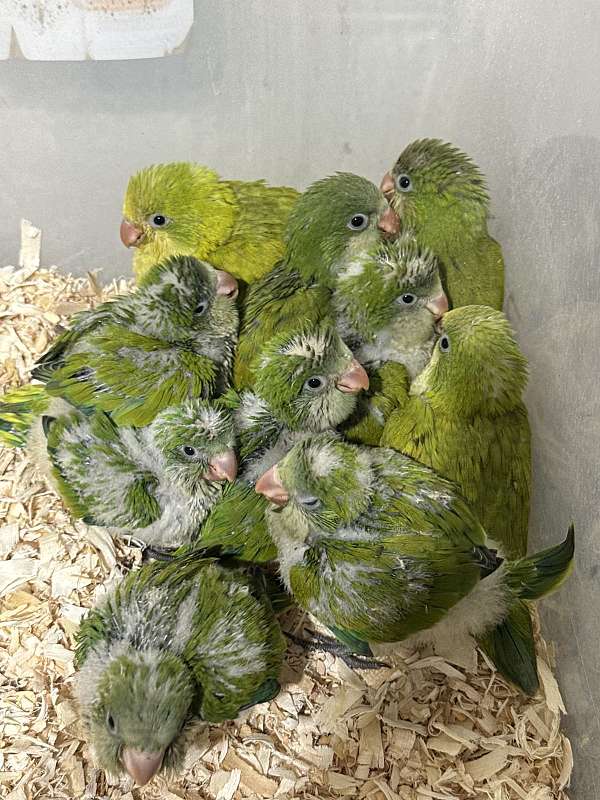 baby-quaker-parrots-for-sale