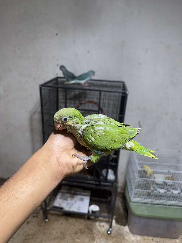 quaker-parrots-for-sale