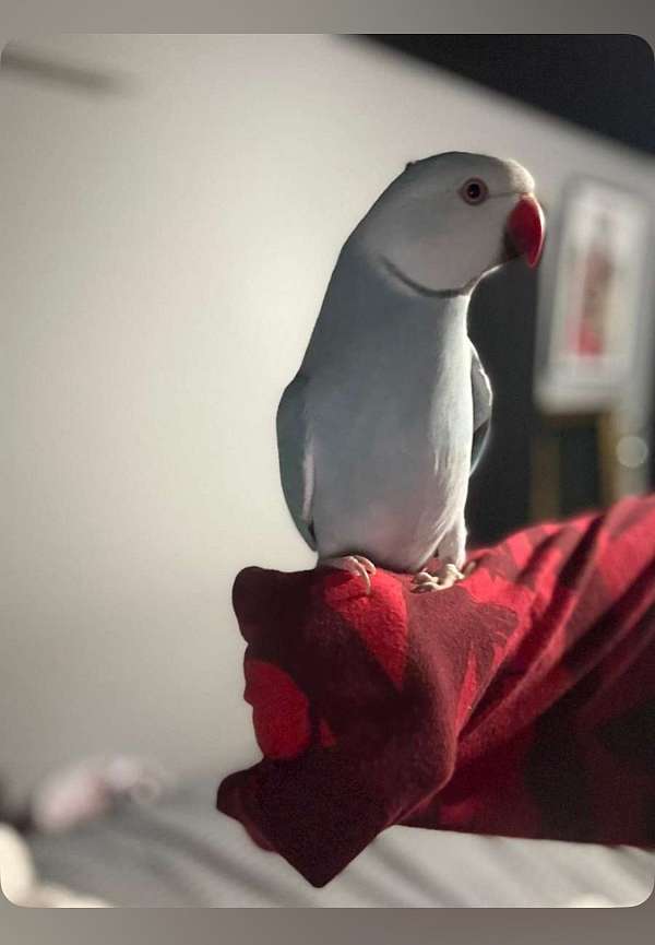parakeet-for-sale