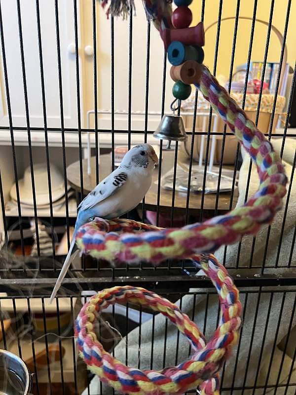 parakeet-for-sale