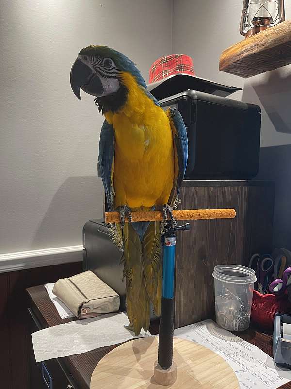 macaw-for-sale