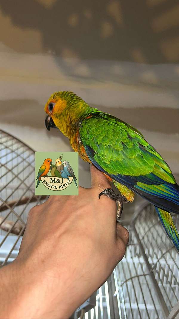 jenday-conure-for-sale-in-milford-de