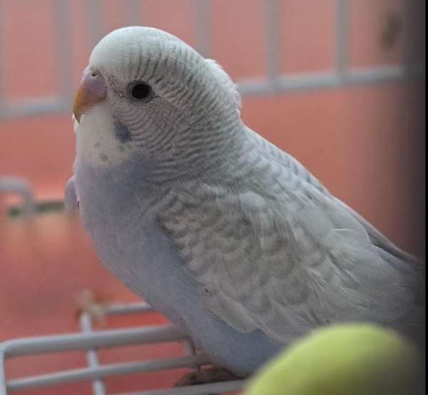 budgerigar-parakeet-for-sale