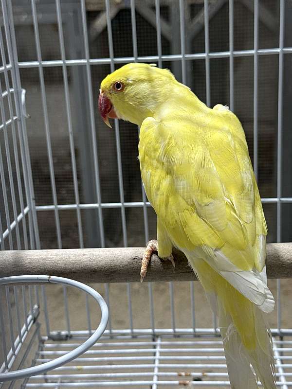 ringneck-parakeet-for-sale