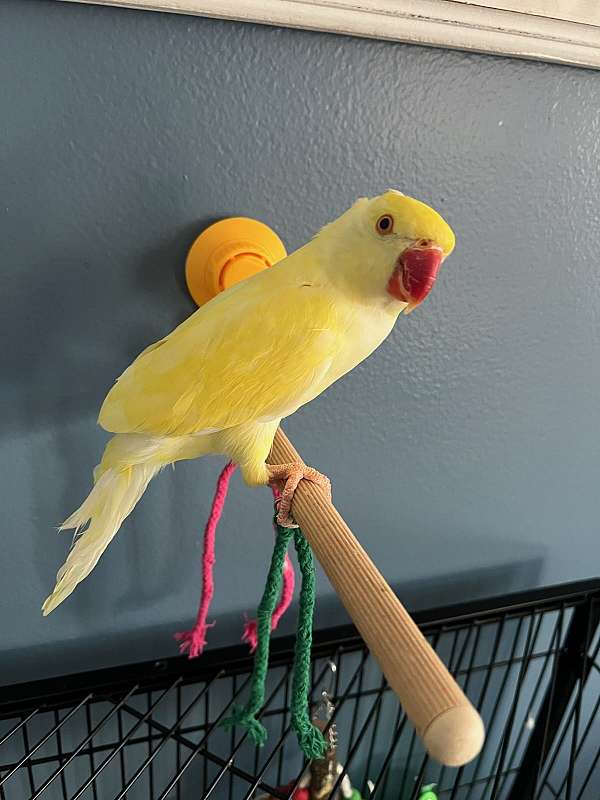 ringneck-parakeet-for-sale-in-stafford-va