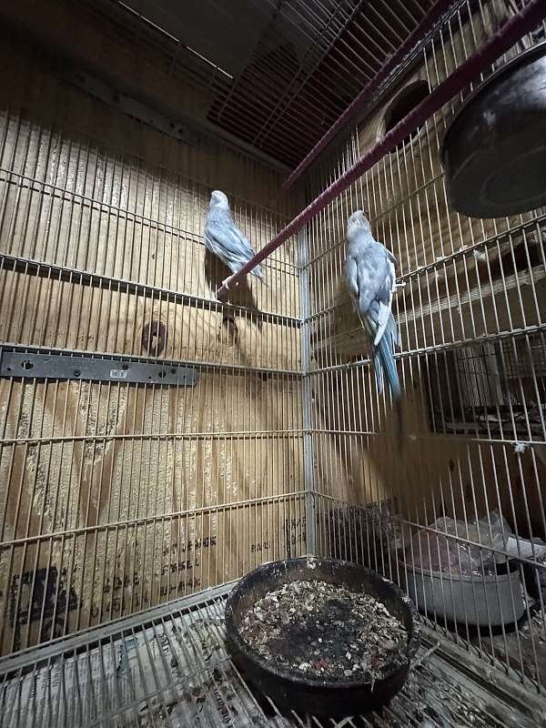ringneck-parakeet-for-sale